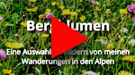 Blumen 1