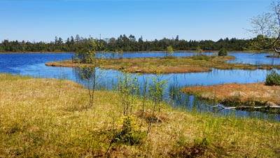 Wildsee